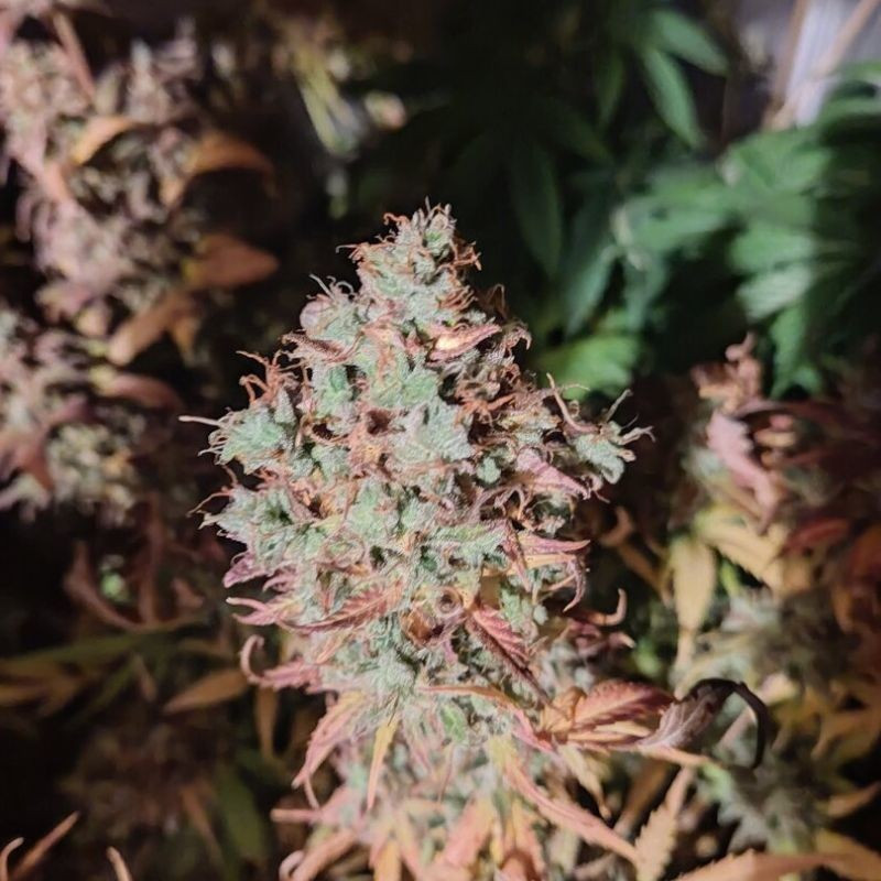 King Kush CBD - lääkekannabiksen siemenet, kannabislajike
