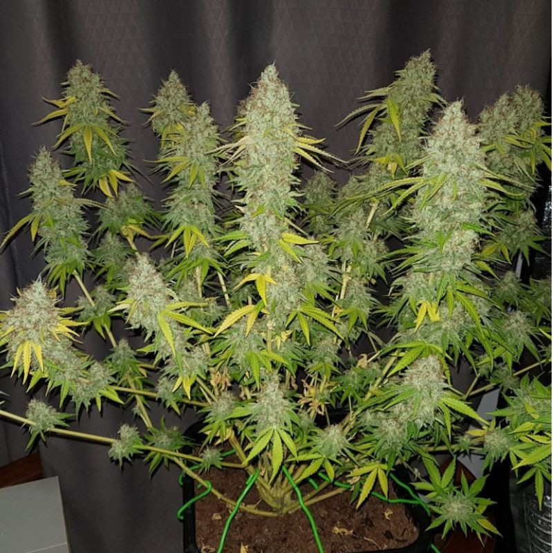 Caramel King CBD - lääkekannabiksen siemenet, kannabislajike