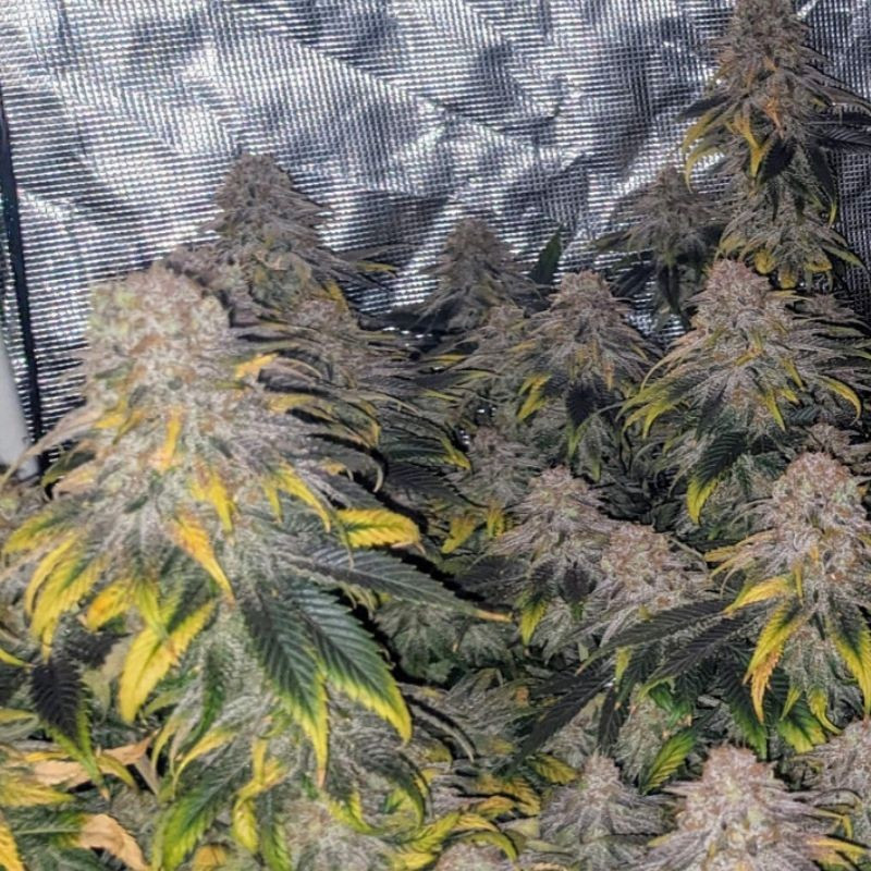 Great White Shark CBD - lääkekannabiksen siemenet, kannabislajike