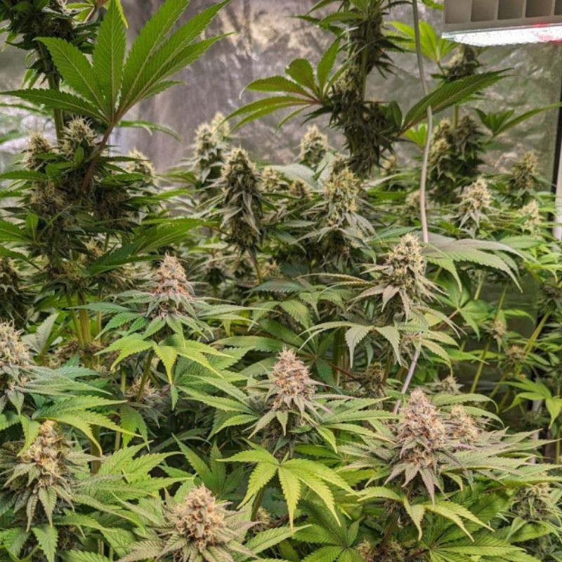 Cheese CBD - lääkekannabiksen siemenet, kannabislajike
