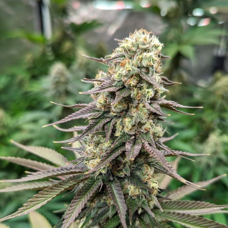Critical CBD - lääkekannabiksen siemenet, kannabislajike