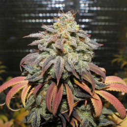 Coffee Ryder Auto - automaattisesti kukkivat kannabiksen siemenet, autoflowering-lajike