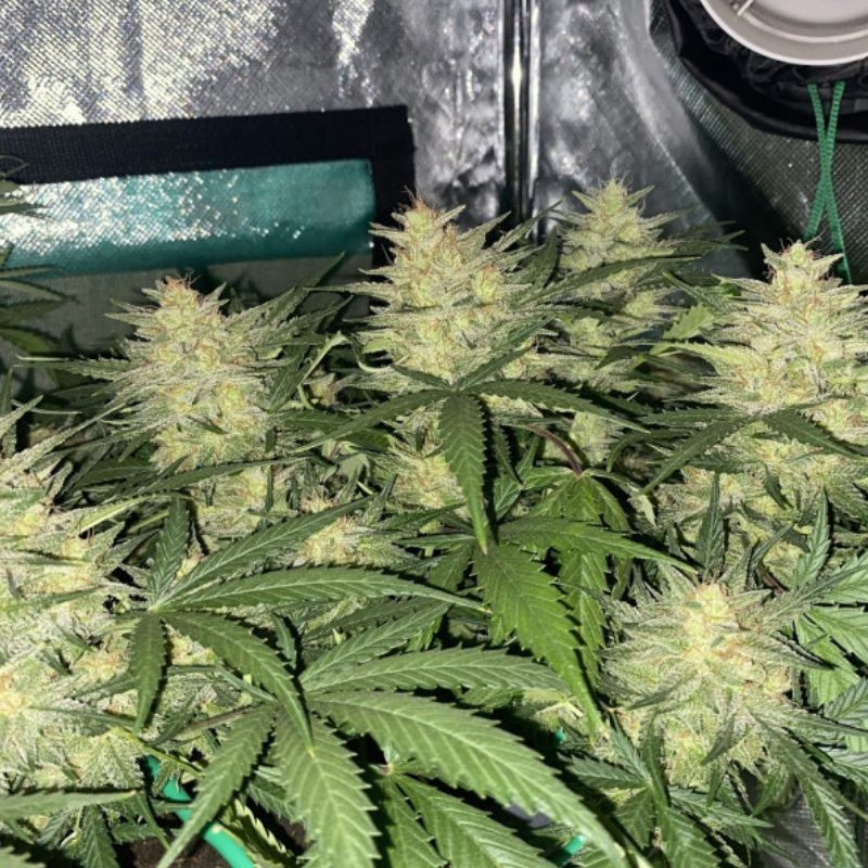 Cheese Auto - automaattisesti kukkivat kannabiksen siemenet, autoflowering-lajike