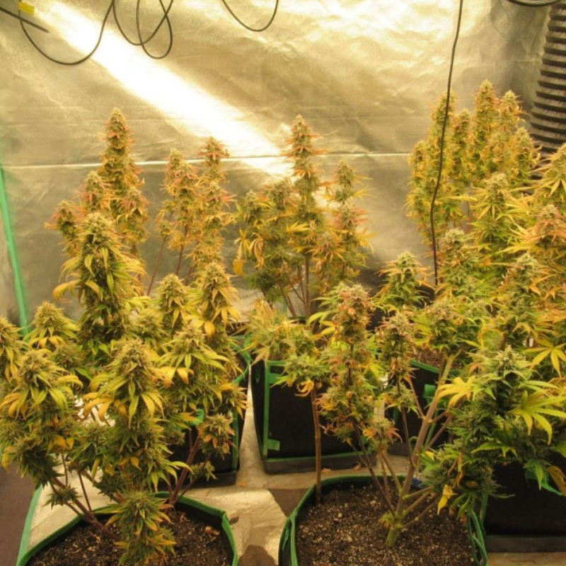 Easy Ryder Auto - automaattisesti kukkivat kannabiksen siemenet, autoflowering-lajike