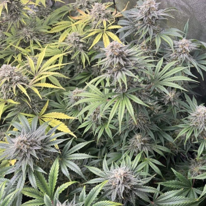 DoSiDos Auto - automaattisesti kukkivat kannabiksen siemenet, autoflowering-lajike