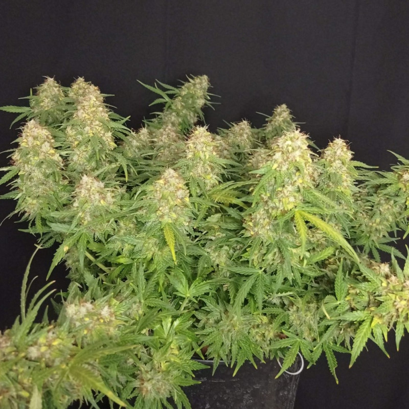 Lemon Auto - automaattisesti kukkivat kannabiksen siemenet, autoflowering-lajike