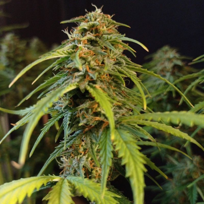 Gorilla Glue Auto - automaattisesti kukkivat kannabiksen siemenet, autoflowering-lajike