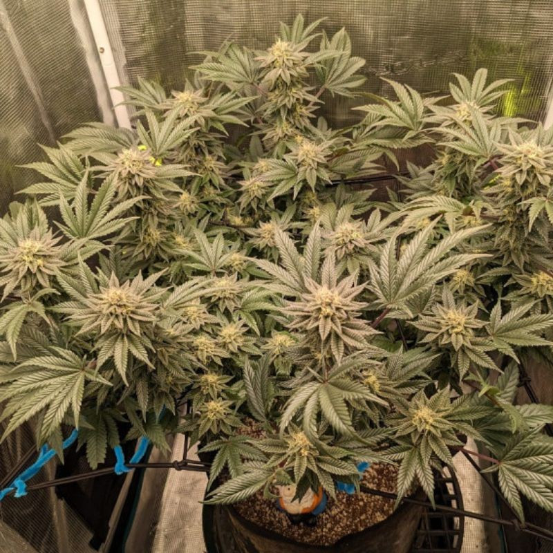 Great White Shark Auto - automaattisesti kukkivat kannabiksen siemenet, autoflowering-lajike