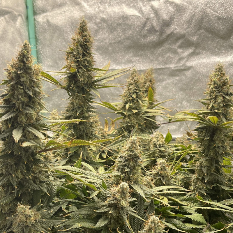 Jack Herer Auto - automaattisesti kukkivat kannabiksen siemenet, autoflowering-lajike