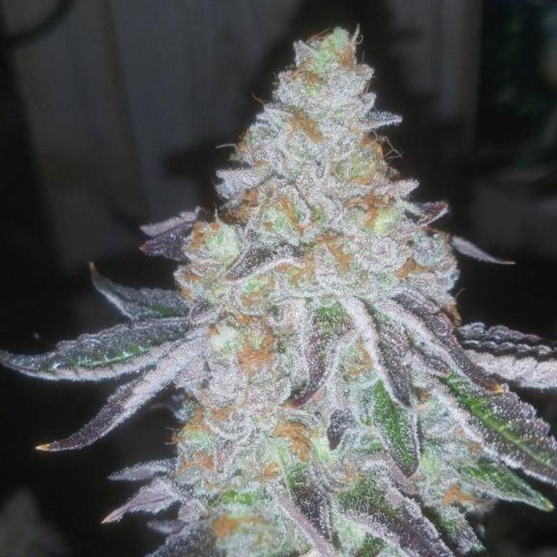 Lavender Auto - automaattisesti kukkivat kannabiksen siemenet, autoflowering-lajike