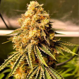 Mimosa Auto - automaattisesti kukkivat kannabiksen siemenet, autoflowering-lajike