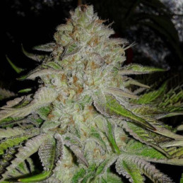 OG Kush Auto - automaattisesti kukkivat kannabiksen siemenet, autoflowering-lajike