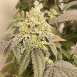 Power Plant Auto - automaattisesti kukkivat kannabiksen siemenet, autoflowering-lajike