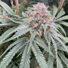 Purple Kush Auto - automaattisesti kukkivat kannabiksen siemenet, autoflowering-lajike