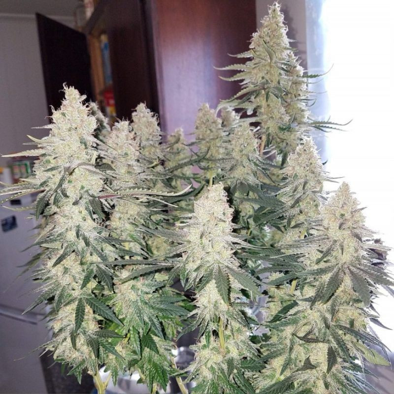 Strawberry Auto - automaattisesti kukkivat kannabiksen siemenet, autoflowering-lajike