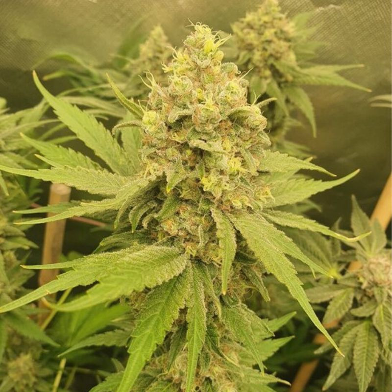 Mango Auto - automaattisesti kukkivat kannabiksen siemenet, autoflowering-lajike