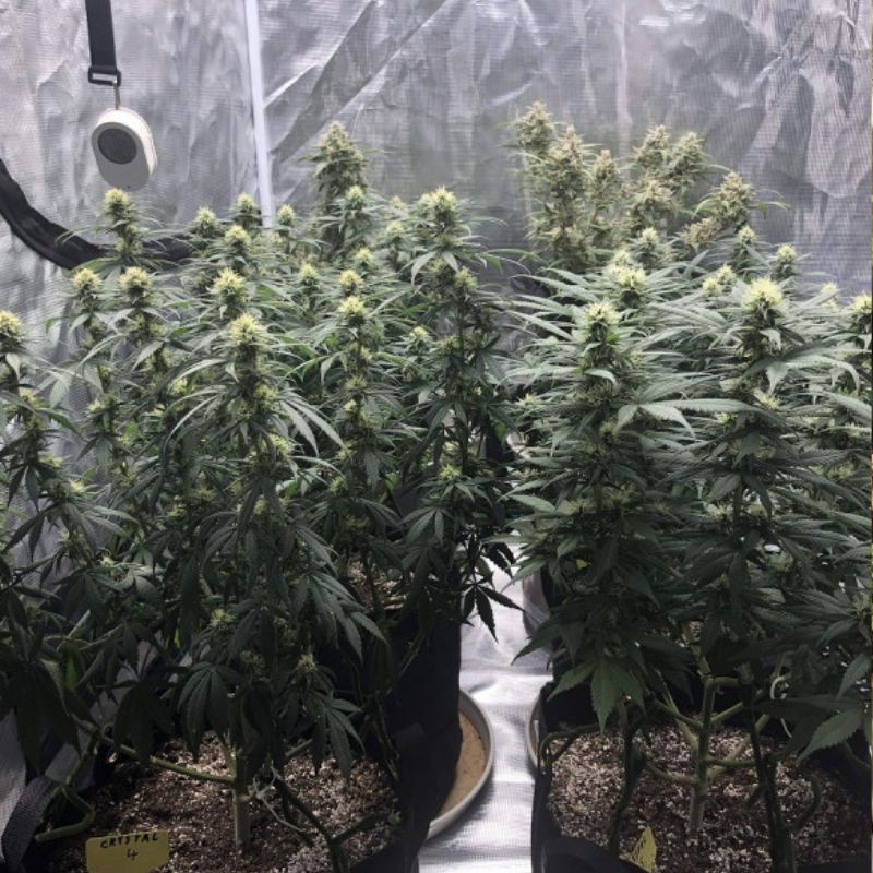 Skunk Auto - automaattisesti kukkivat kannabiksen siemenet, autoflowering-lajike