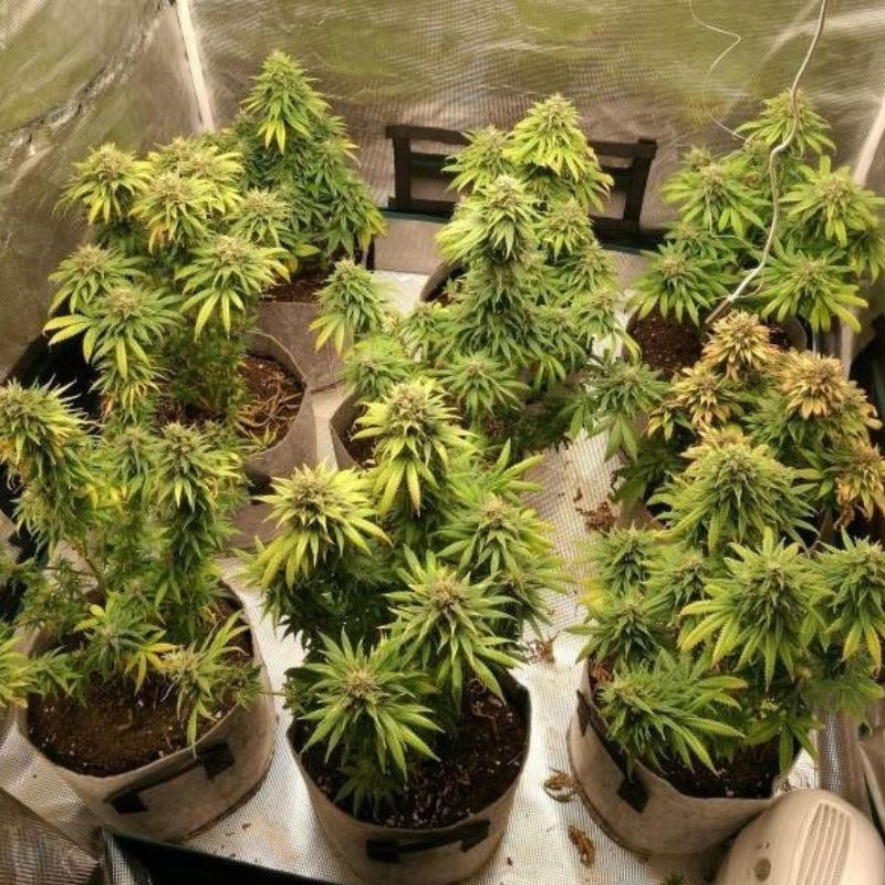 Watermelon Auto - automaattisesti kukkivat kannabiksen siemenet, autoflowering-lajike