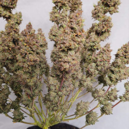 White Dwarf Auto - automaattisesti kukkivat kannabiksen siemenet, autoflowering-lajike