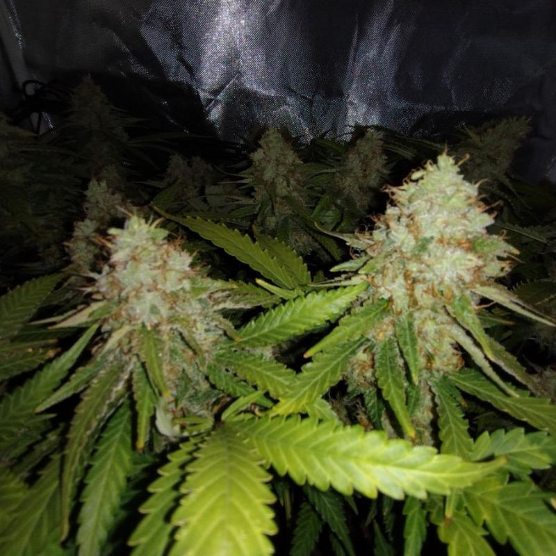 White Widow Auto - automaattisesti kukkivat kannabiksen siemenet, autoflowering-lajike