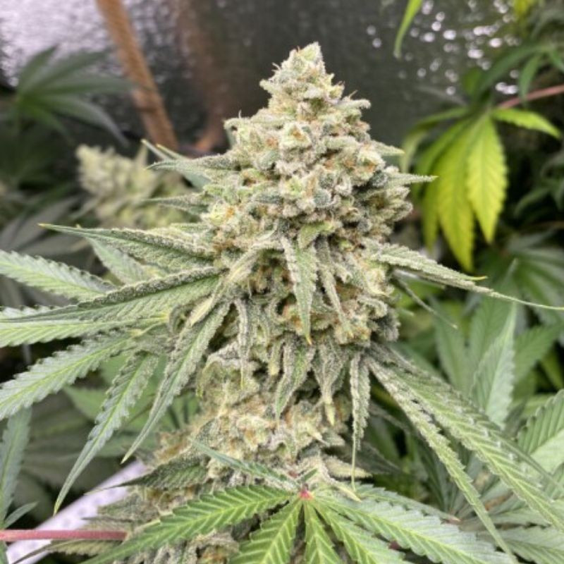 Zkittlez Auto - automaattisesti kukkivat kannabiksen siemenet, autoflowering-lajike
