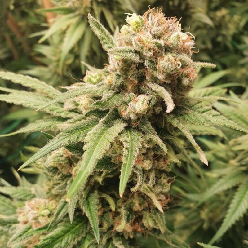 BubbleGum Auto - automaattisesti kukkivat kannabiksen siemenet, autoflowering-lajike