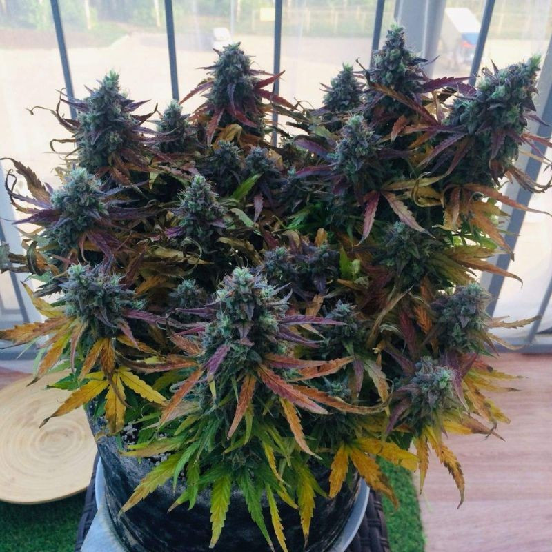Blueberry Auto - automaattisesti kukkivat kannabiksen siemenet, autoflowering-lajike