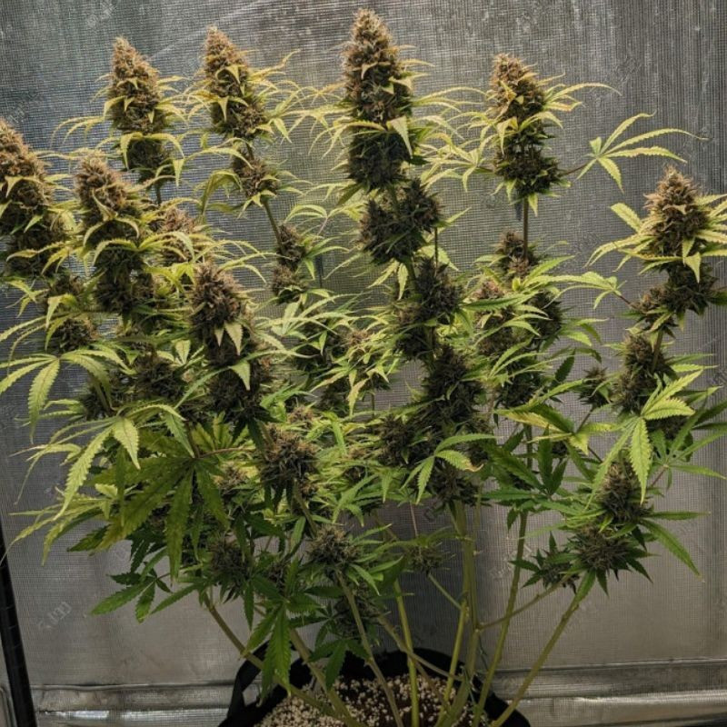 Original Amnesia Auto - automaattisesti kukkivat kannabiksen siemenet, autoflowering-lajike