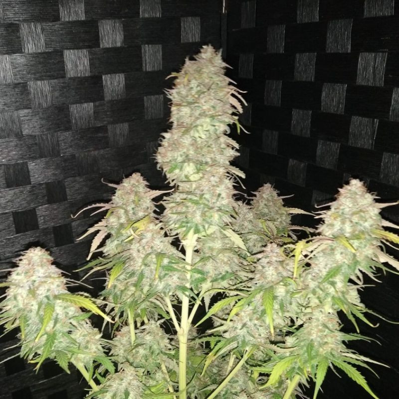 AK Auto - automaattisesti kukkivat kannabiksen siemenet, autoflowering-lajike