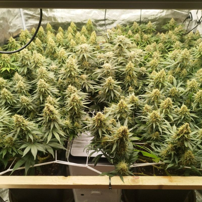 Zkittlez - kannabiksen siemenet, kannabislajike