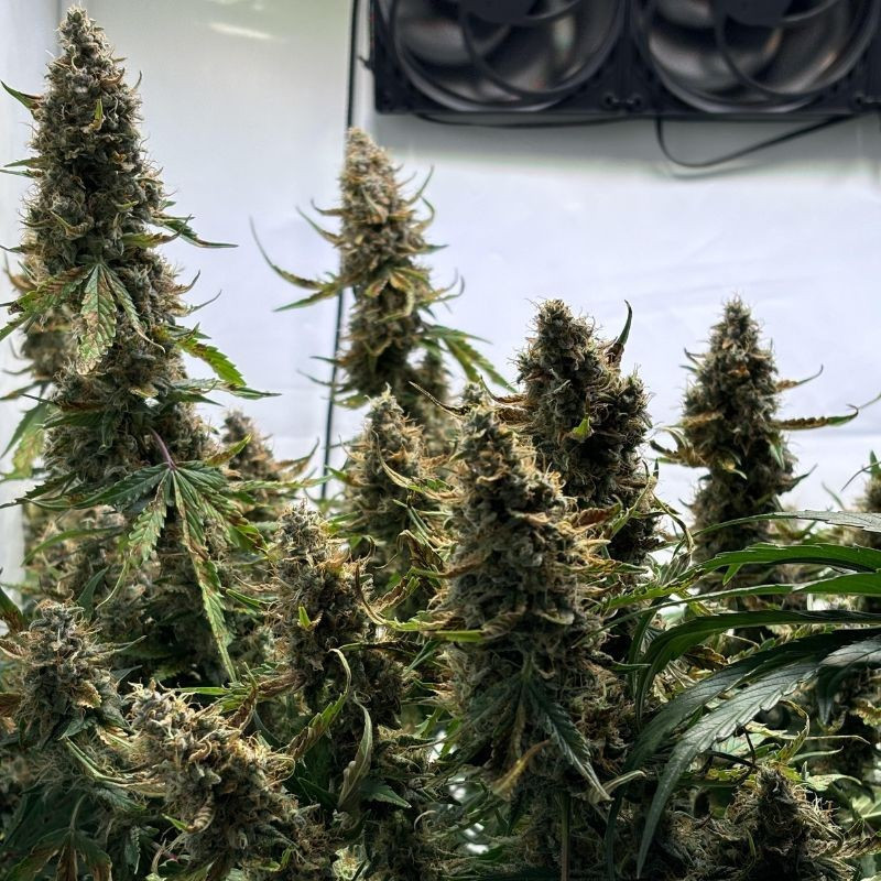 Wedding Cake - kannabiksen siemenet, kannabislajike