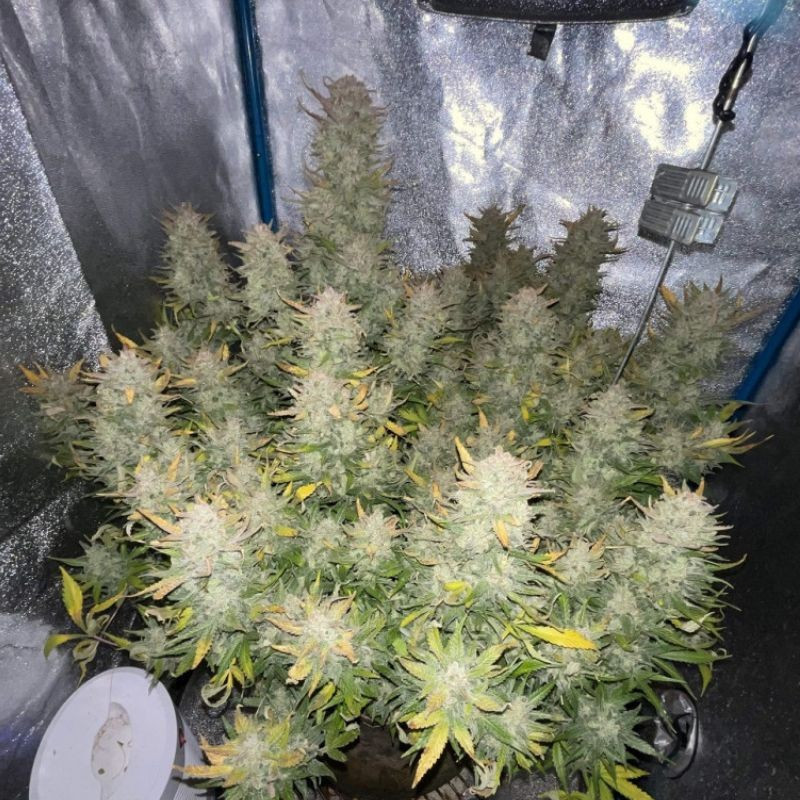 Tropicana Cookies - kannabiksen siemenet, kannabislajike
