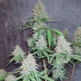 The Unlimited - kannabiksen siemenet, kannabislajike