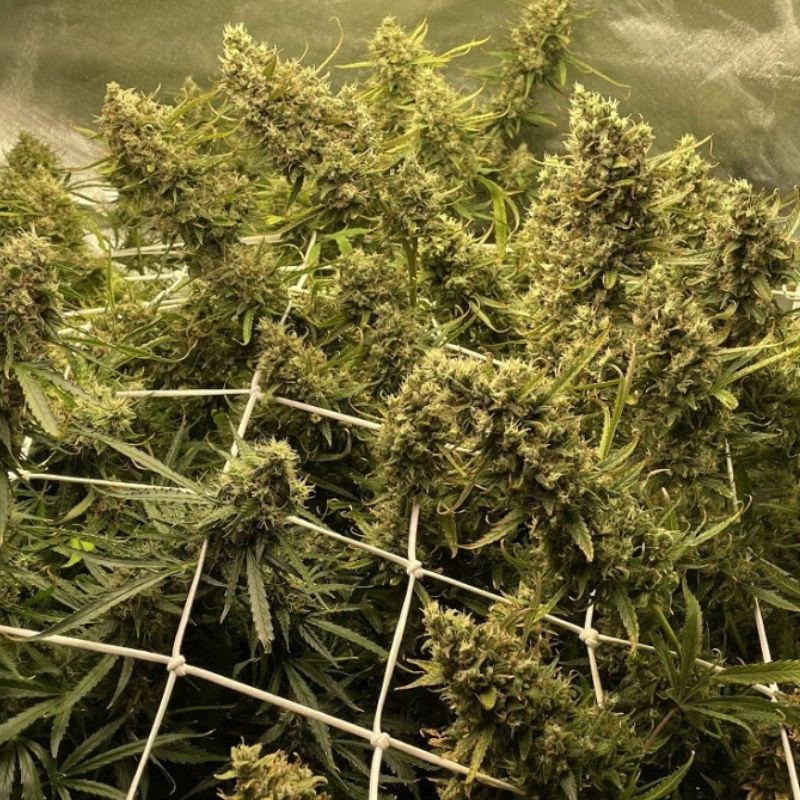 Strawberry Kush - kannabiksen siemenet, kannabislajike