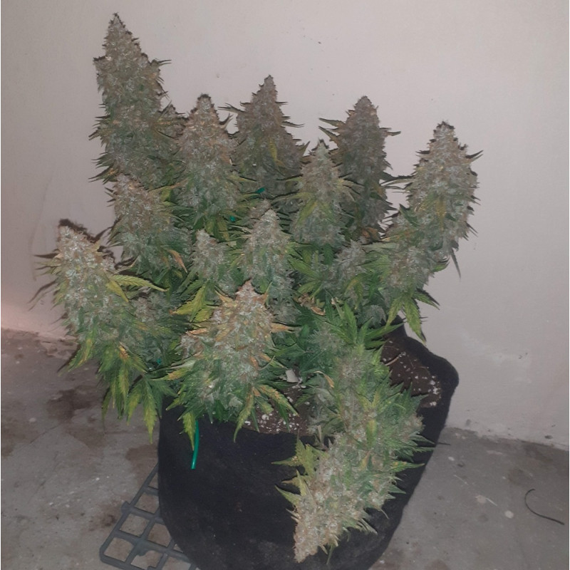 Somango - kannabiksen siemenet, kannabislajike