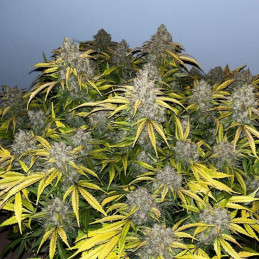 Special Skunk - kannabiksen siemenet, kannabislajike