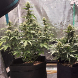 Special Haze - kannabiksen siemenet, kannabislajike