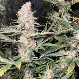 Super Skunk - kannabiksen siemenet, kannabislajike