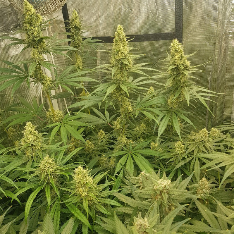 Sherbet - kannabiksen siemenet, kannabislajike