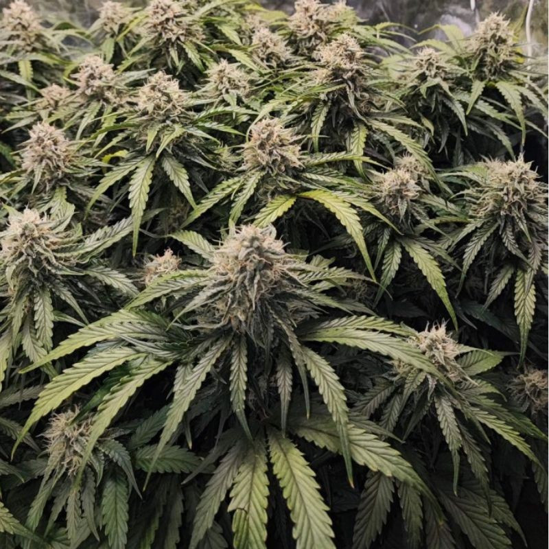 Runtz - kannabiksen siemenet, kannabislajike