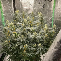 LSD - kannabiksen siemenet, kannabislajike