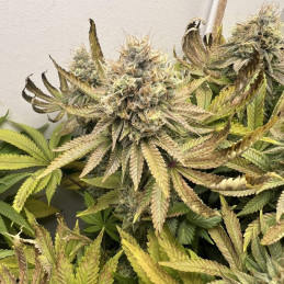 Northern Light - kannabiksen siemenet, kannabislajike