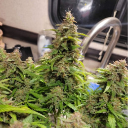 Neville's Haze - kannabiksen siemenet, kannabislajike