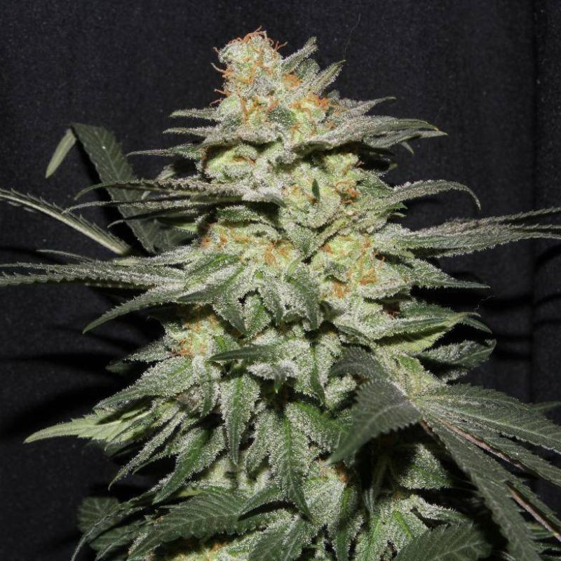 Himalaya Gold - kannabiksen siemenet, kannabislajike