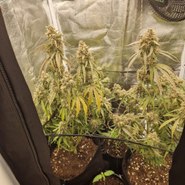 NYC Diesel - kannabiksen siemenet, kannabislajike