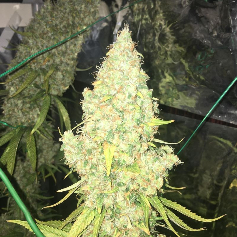 Moby Dick - kannabiksen siemenet, kannabislajike
