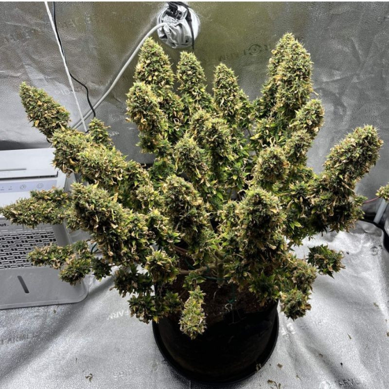 Mimosa - kannabiksen siemenet, kannabislajike