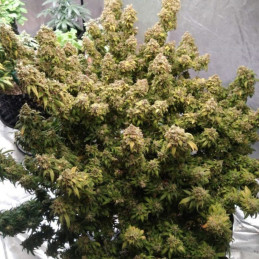 Mazar Extra - kannabiksen siemenet, kannabislajike