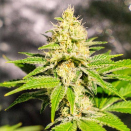 Mister Kush - kannabiksen siemenet, kannabislajike