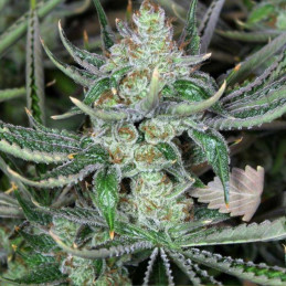 Bob Marley - kannabiksen siemenet, kannabislajike